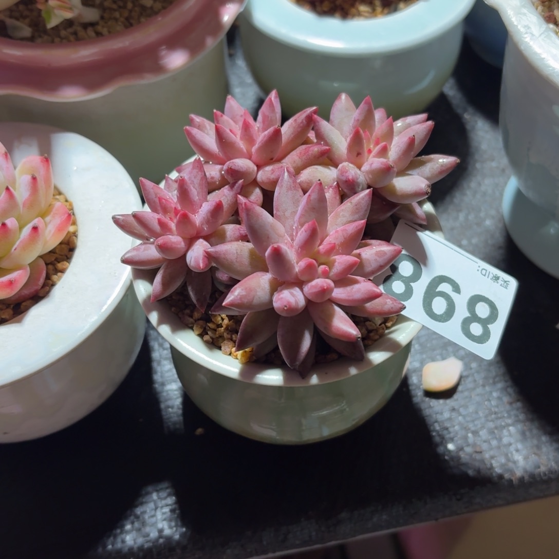 金***）金鱼姬多肉整群带盆发货898