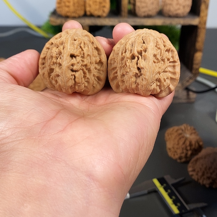 文玩核桃把件角白41尺寸红皮果骨质好