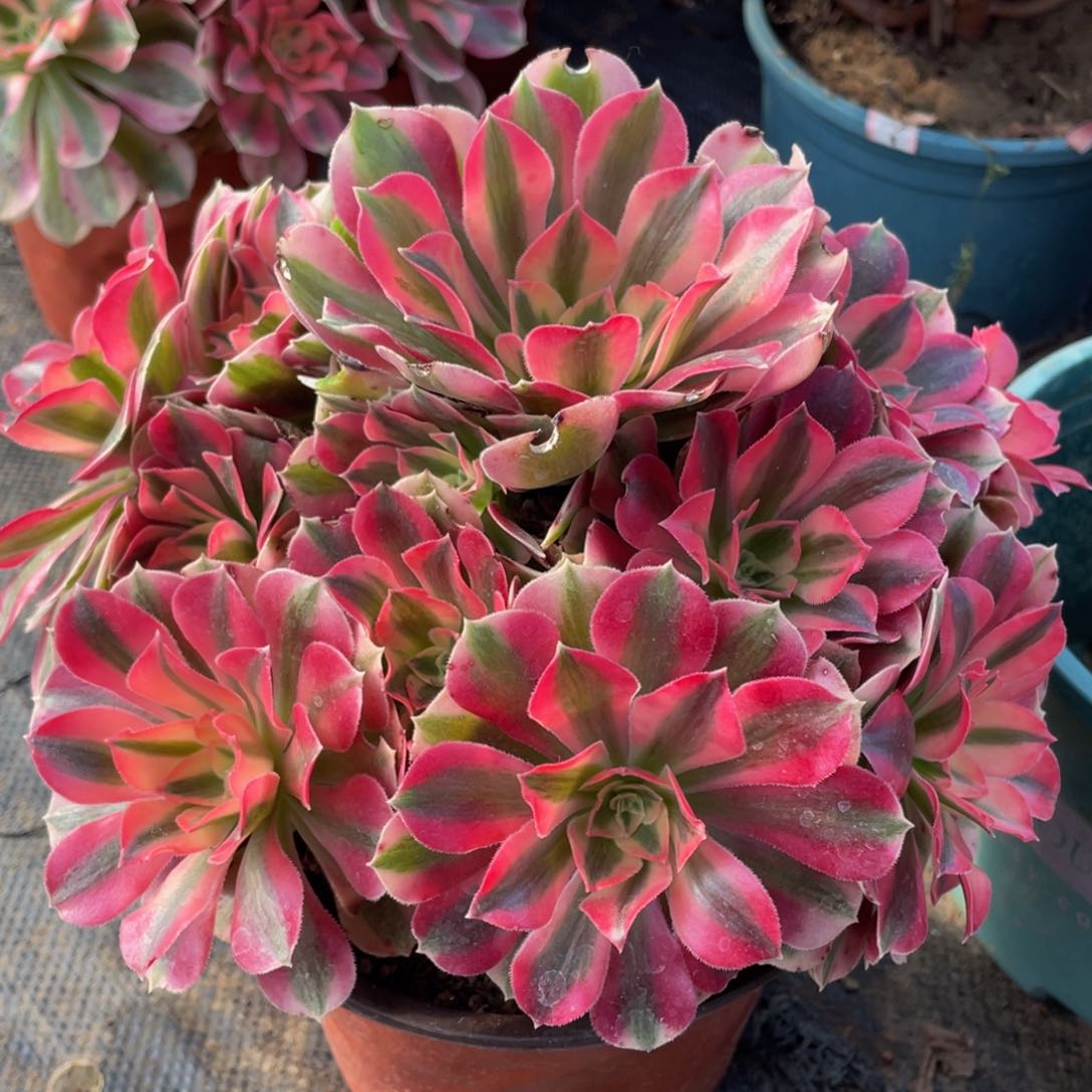 996粉女巫精品法师老桩