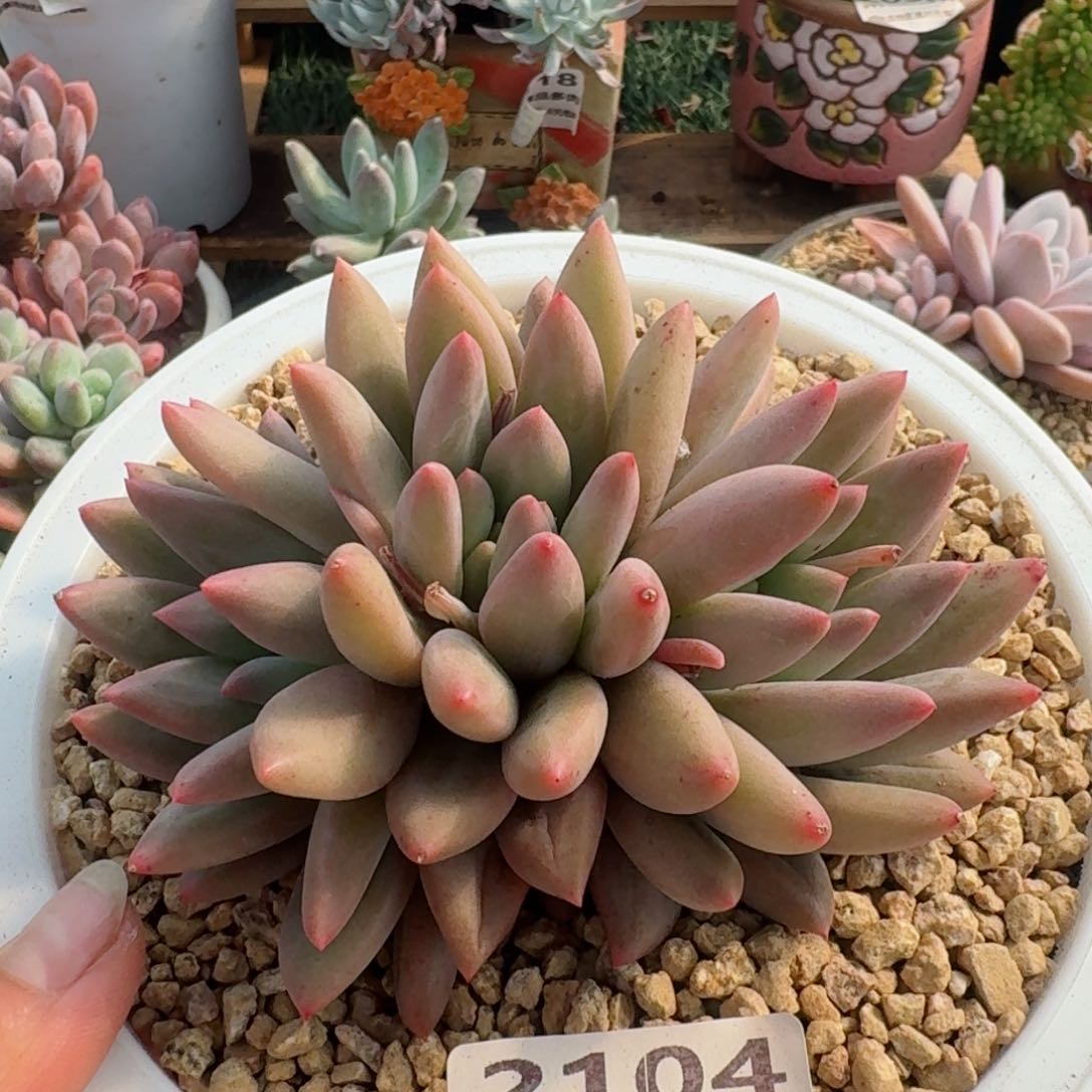 2104一物一拍（满28包邮）