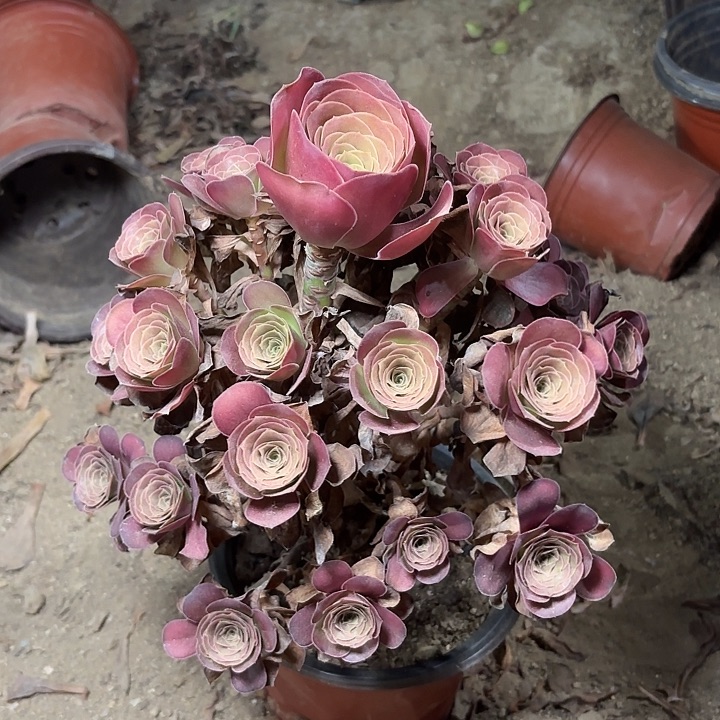 多肉植物法师魅金37