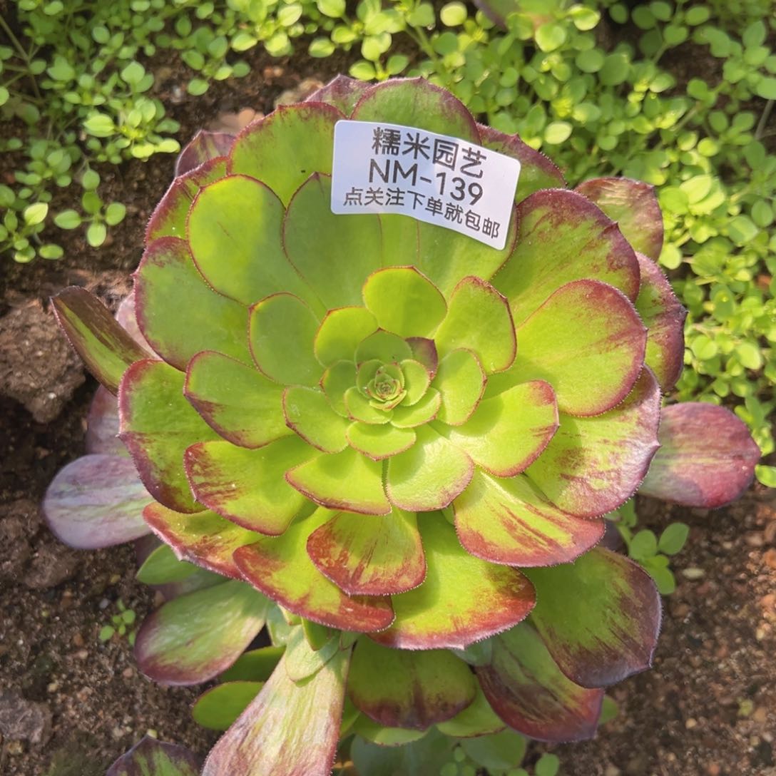 万圣节拉丝多肉植物手捧139