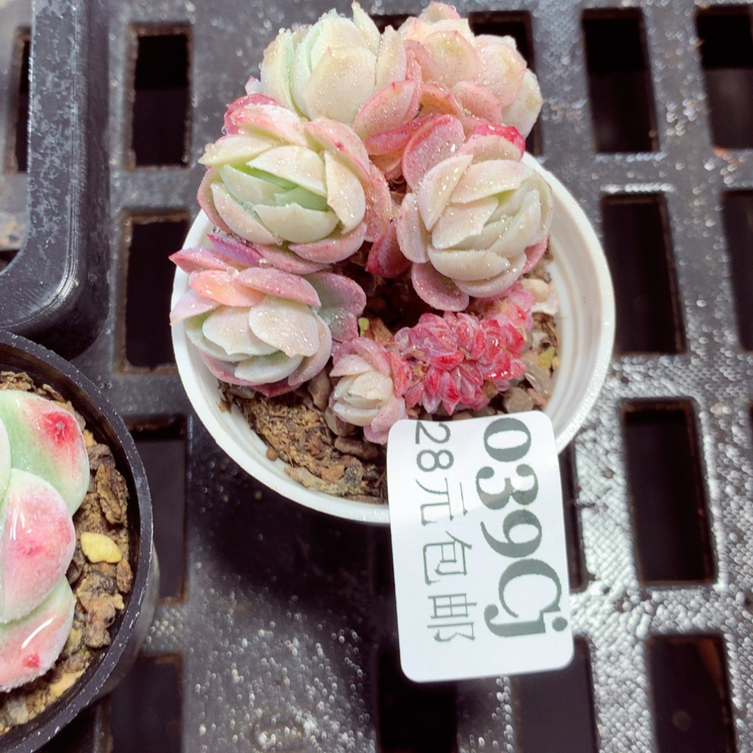 5厘米盆精控多肉039