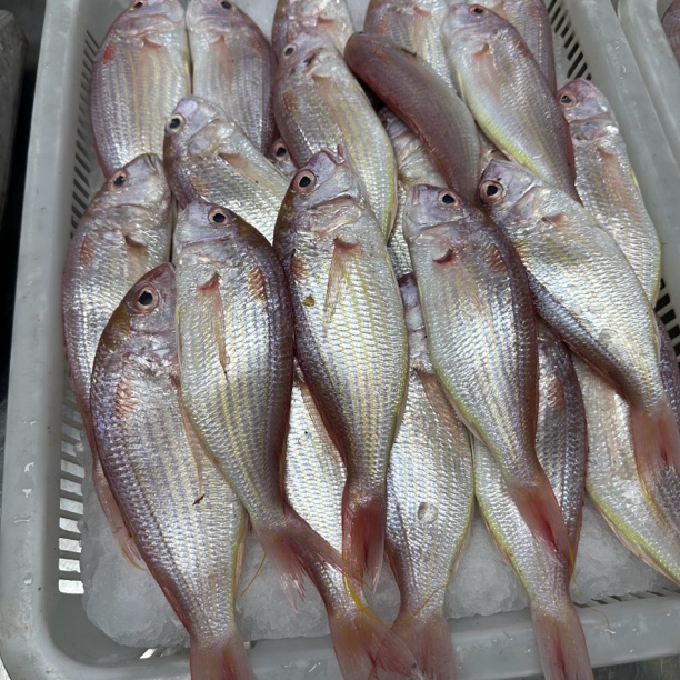 湛江野生新鲜红杉鱼 顺丰速冻