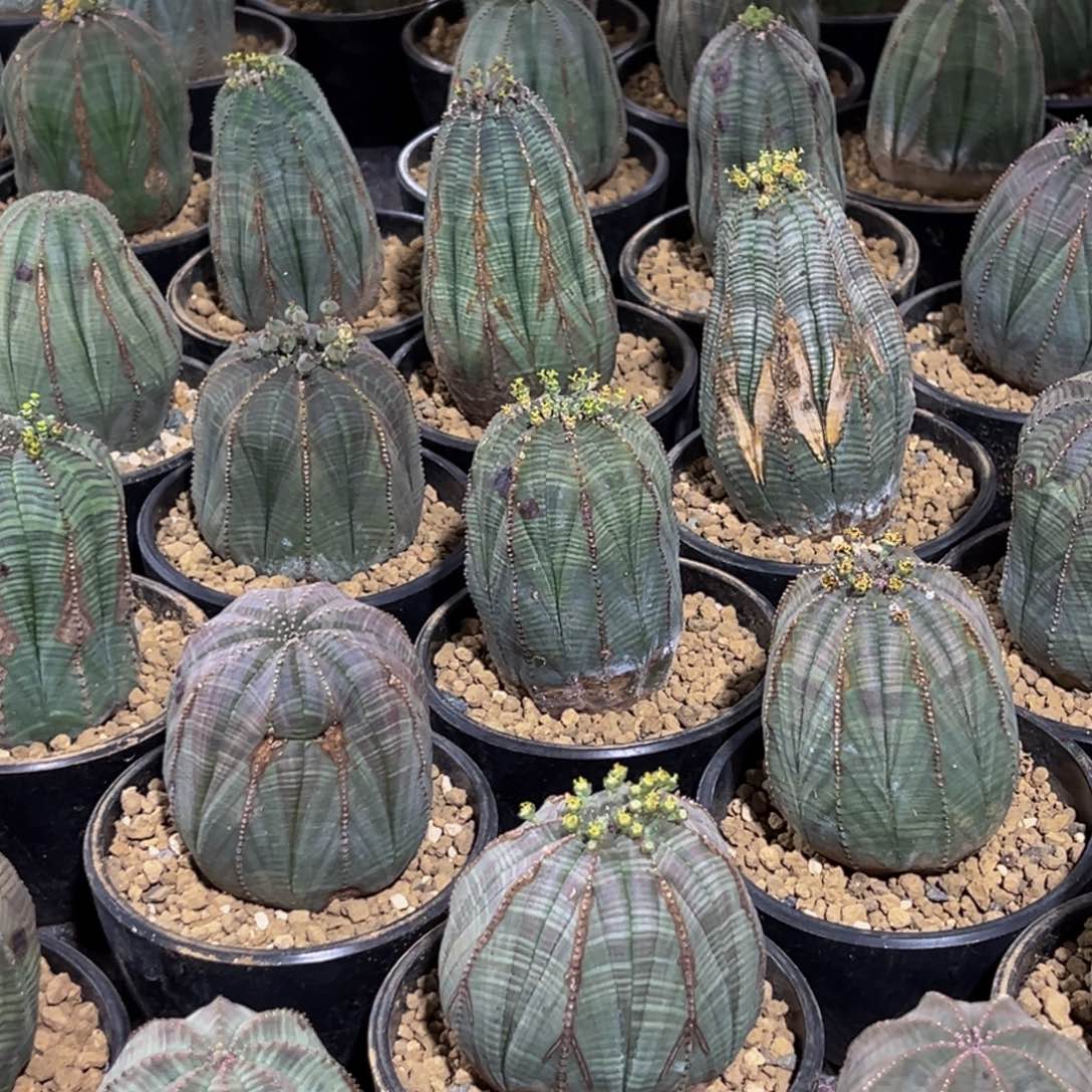 m欧系布纹球一物一拍