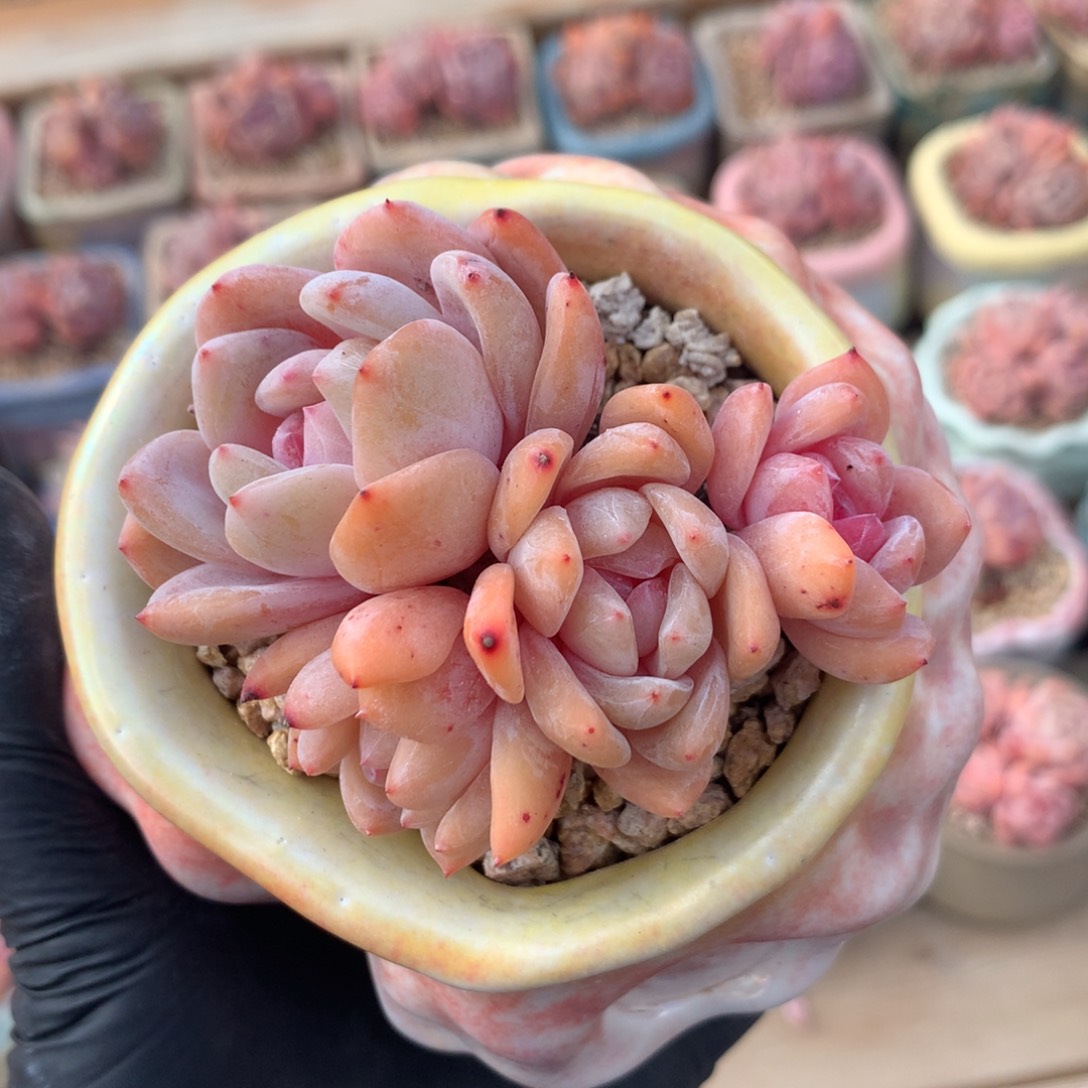 雪天使开播福利 一头一桩小树