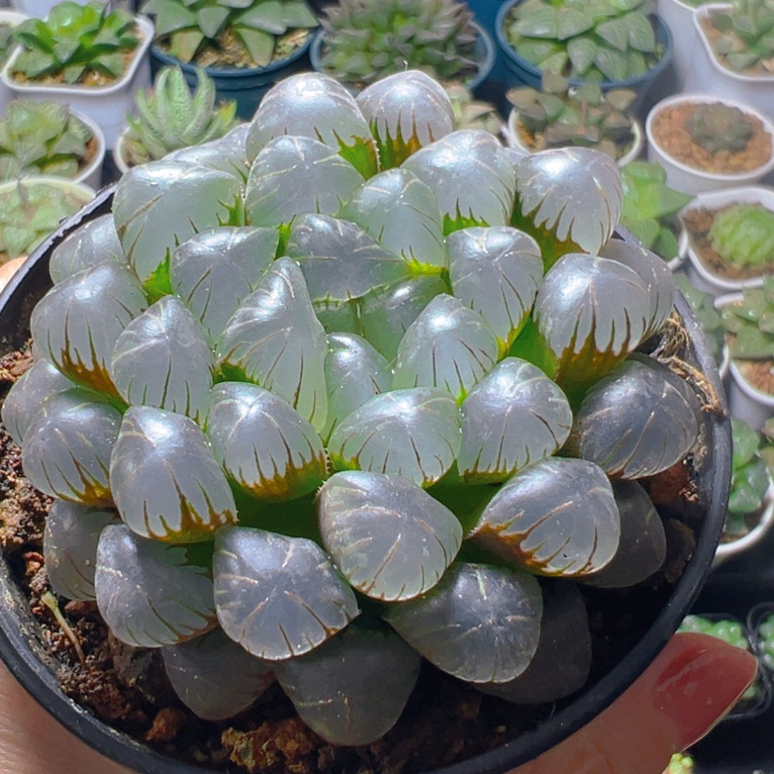 孔明灯万象盆玉露多肉多肉