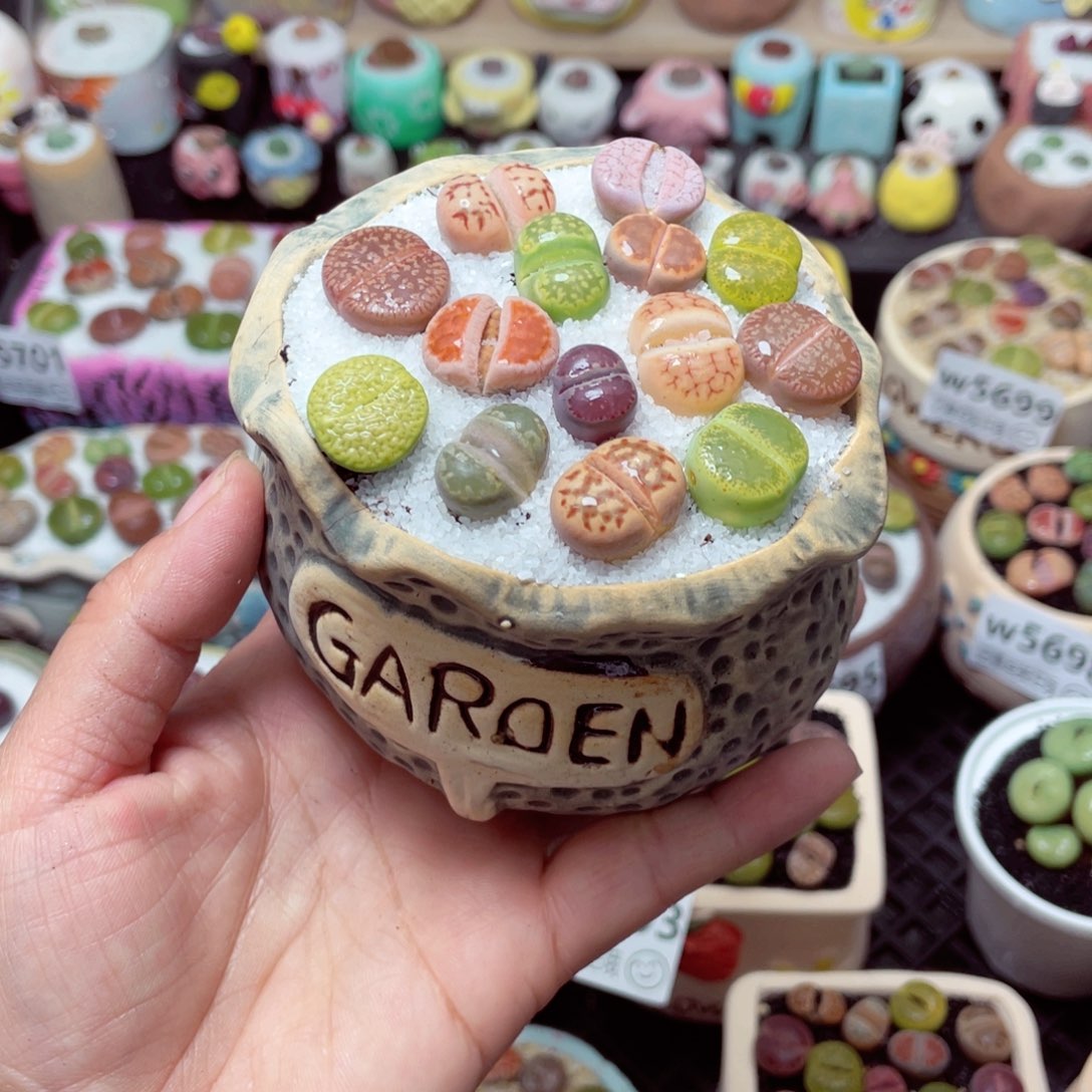 w5708 带盆土发货-零下地区拍保温箱