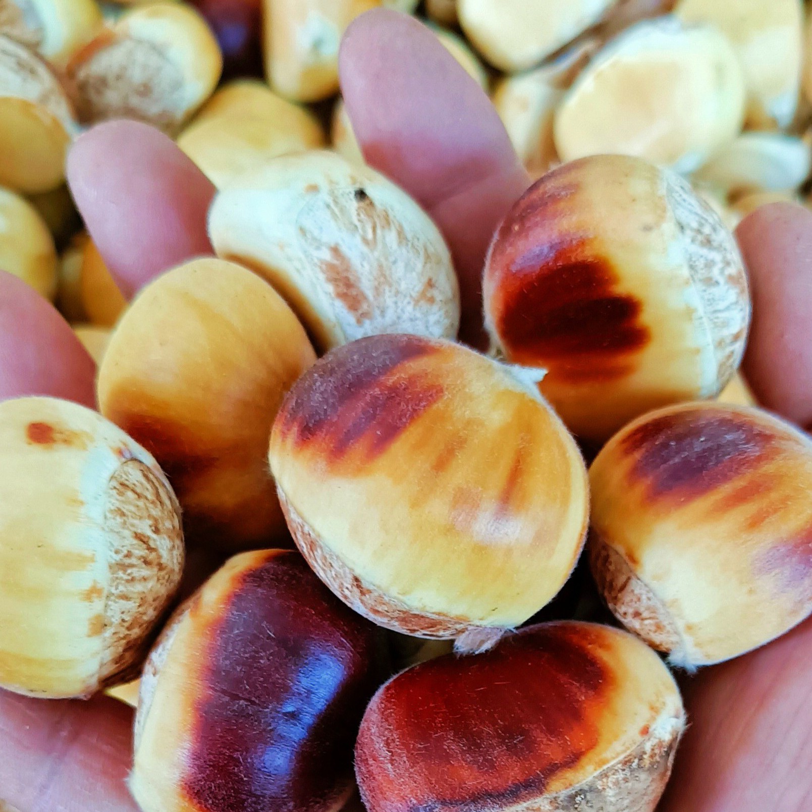 （新鲜花黄壳生板栗）2025大别山花红壳毛栗子生吃脆甜熟吃香甜粉糯