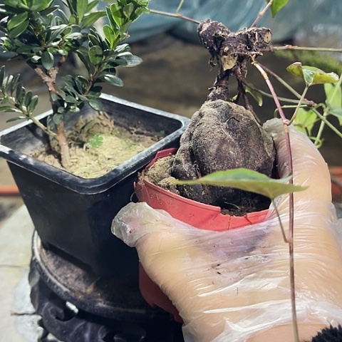 道***安无花朵小微盆景艺术学院造型设计