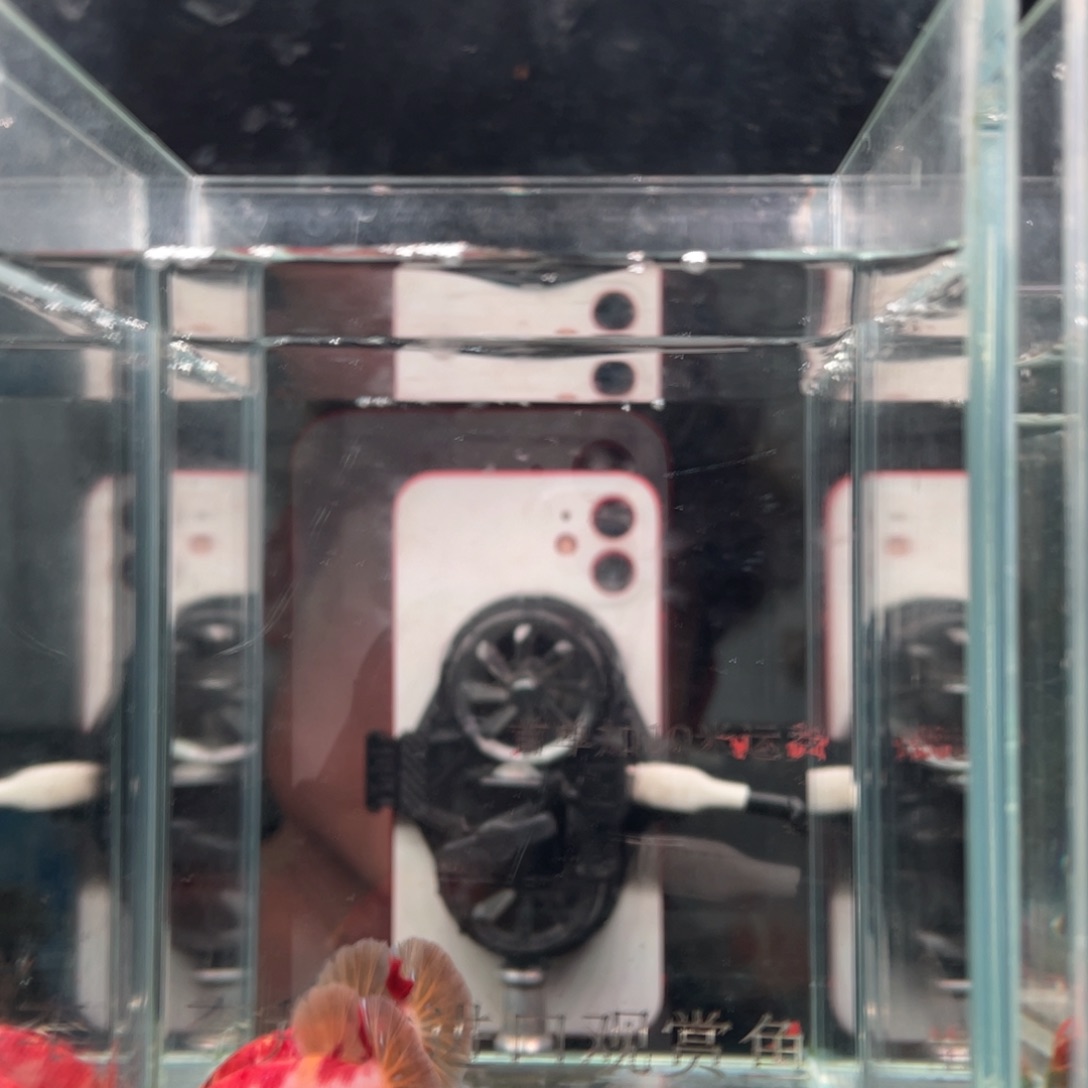 海水鱼印尼精品斗鱼53