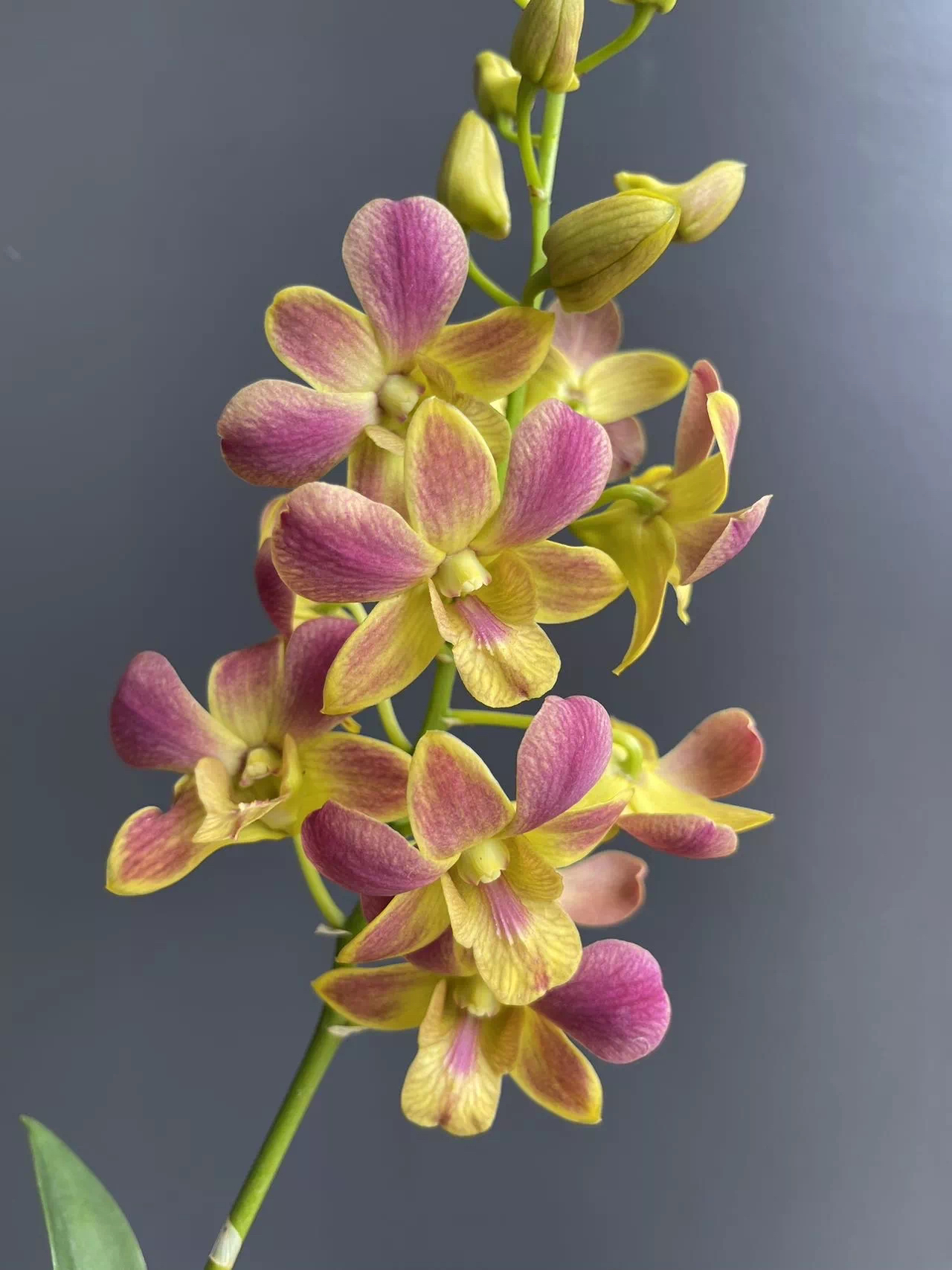 【金泼变种】秋石斛兰—无花苗（0度以下拍保温，不拍冻死冻伤不售后）