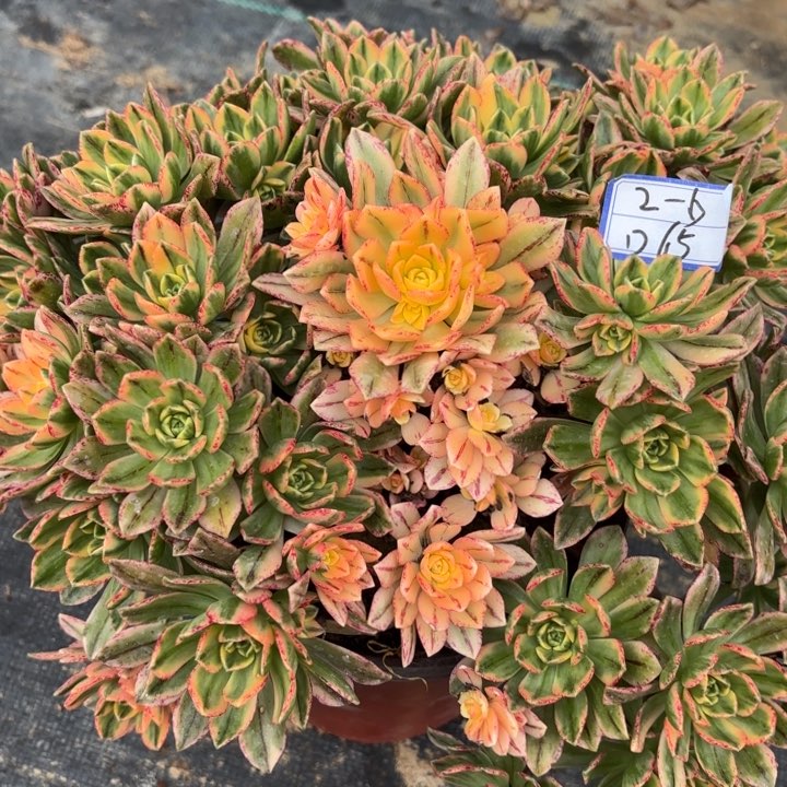 甜茶多肉断枝不包65