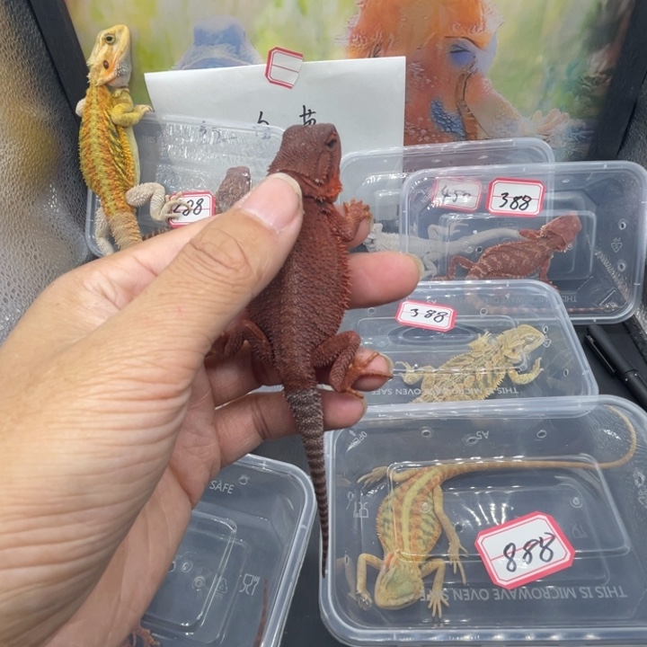 鬃狮蜥鬃狮自己挑选