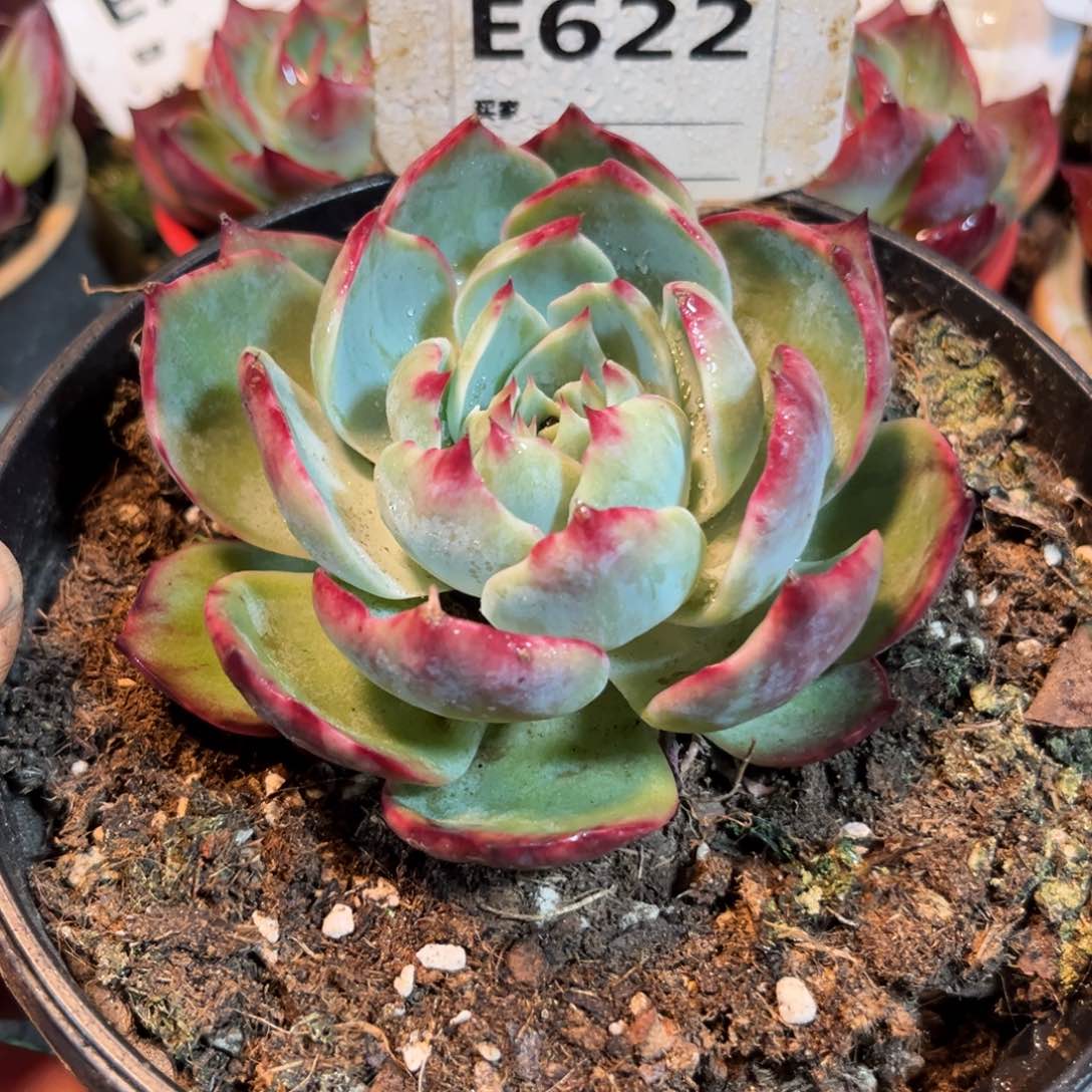 惊鸿一瞥622号多肉