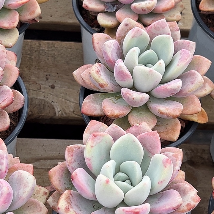 团  028  大单头  花斑露