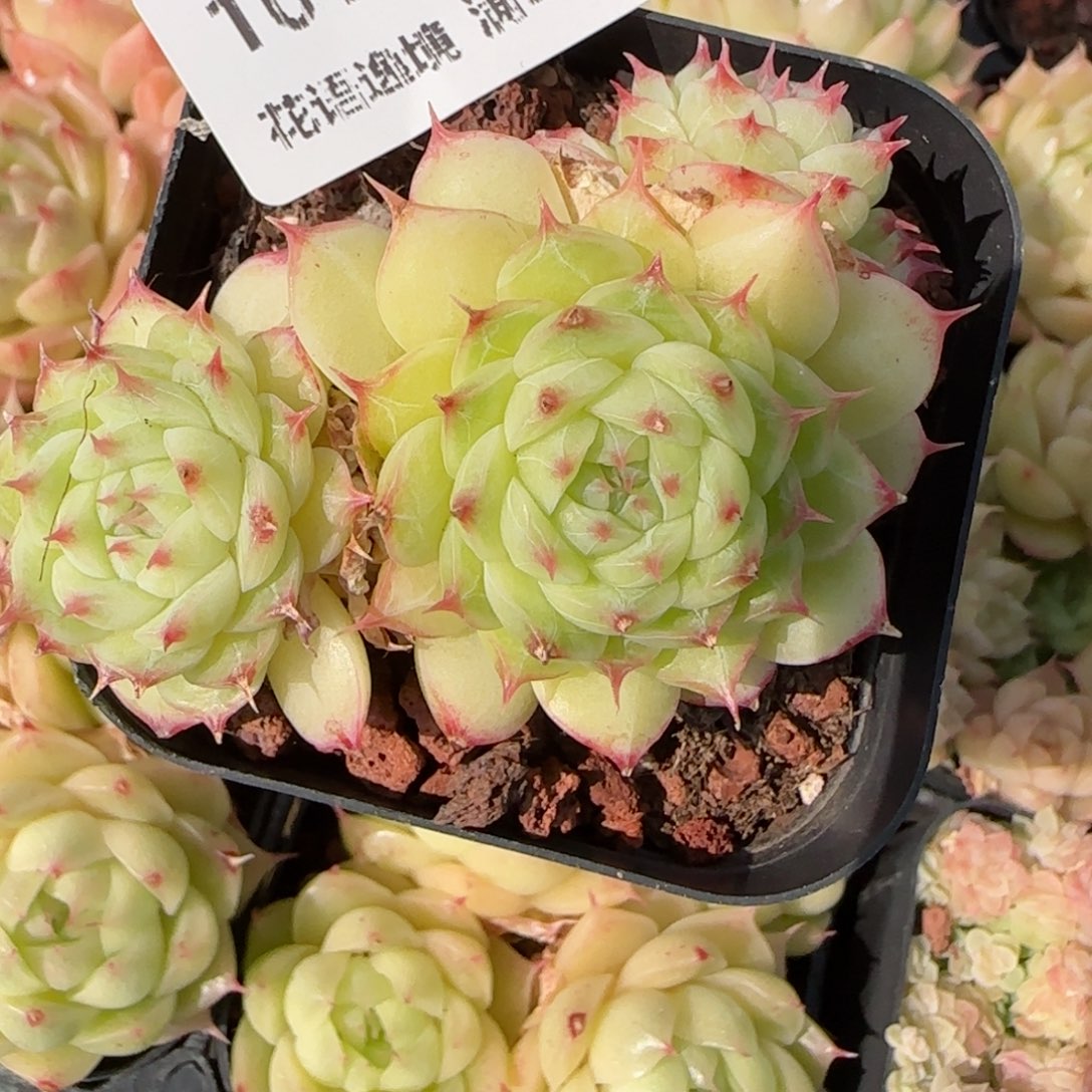 花语逸镜9117-101海王