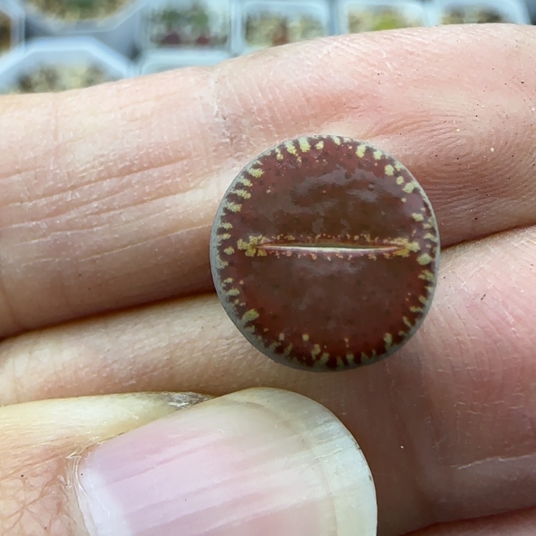 153红光阳清框福利30包邮