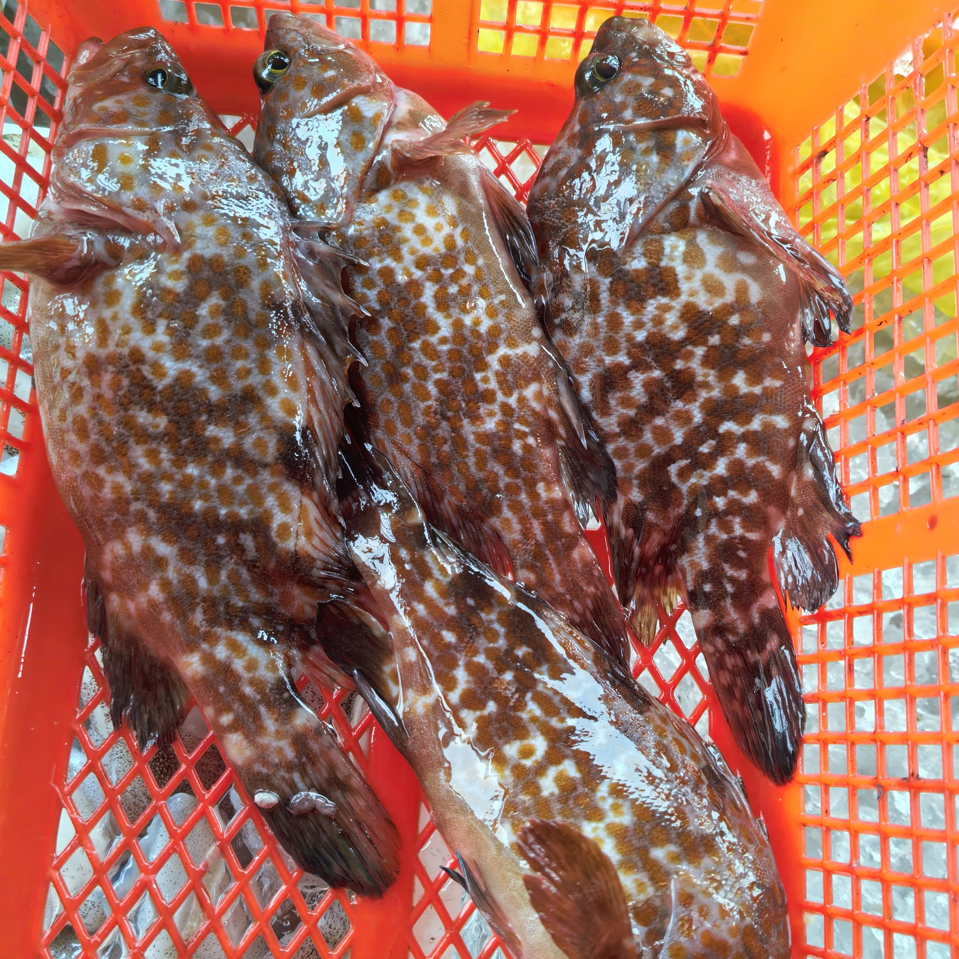 贵鱼3.2斤纯天然 福建连江北茭东海野生 顺丰快递