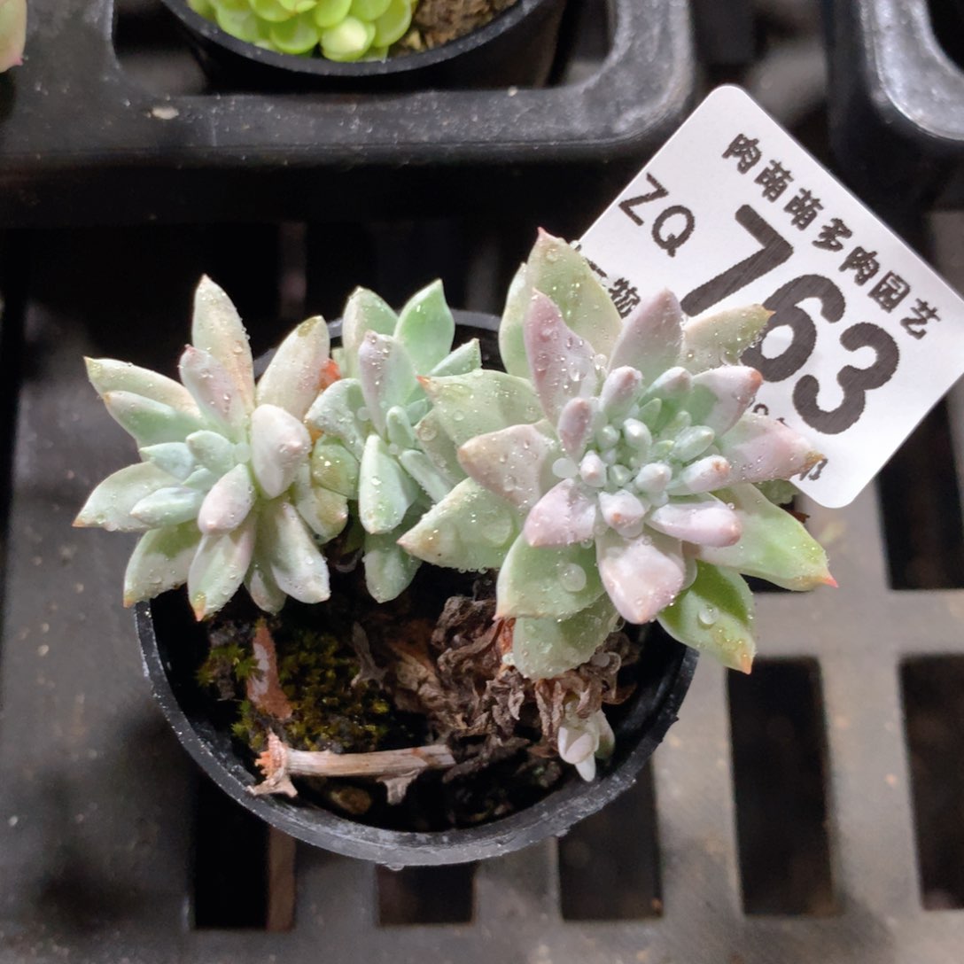 5CM拇指盆精控多肉ZQ763