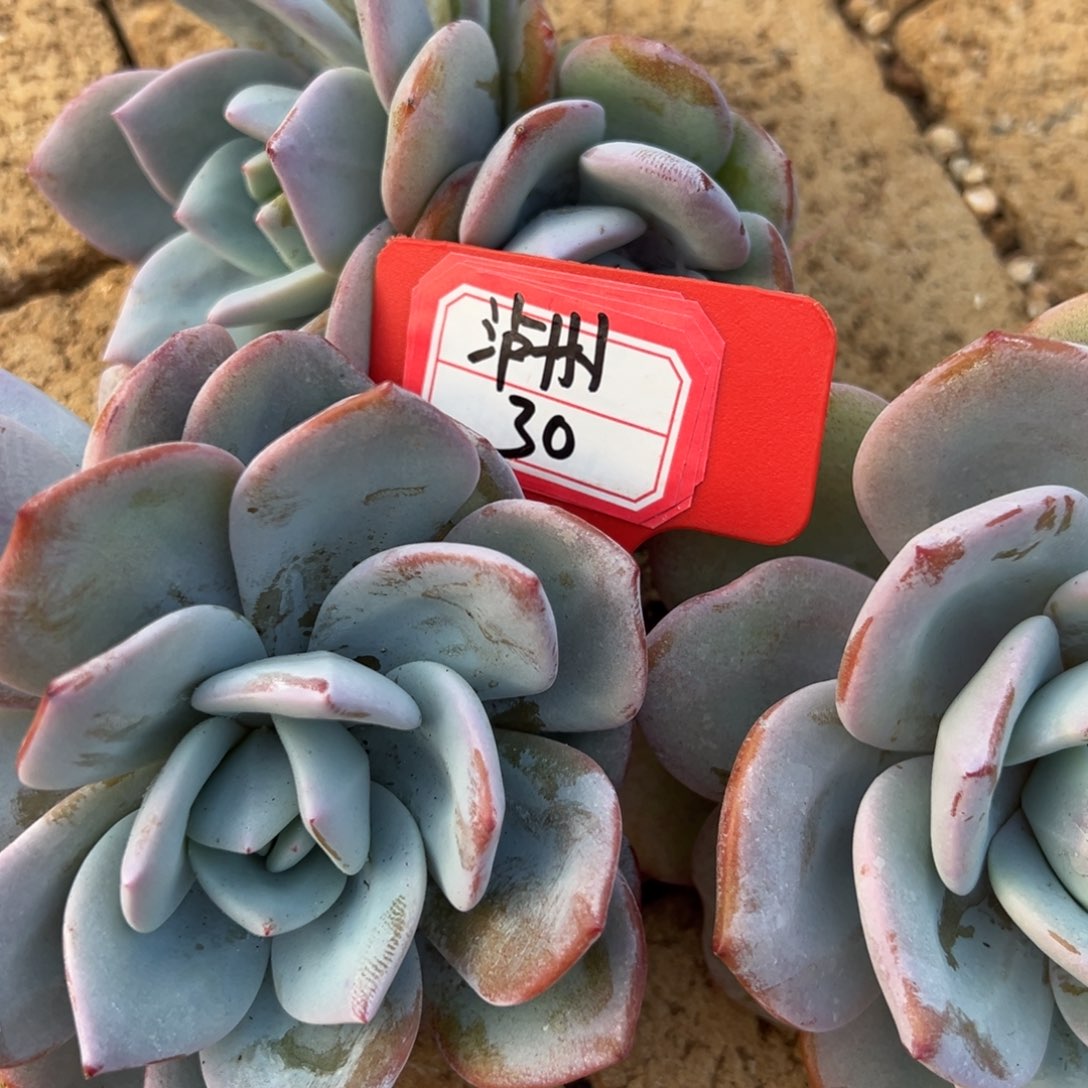 ****～我也没想着怎么能不被，泸州30