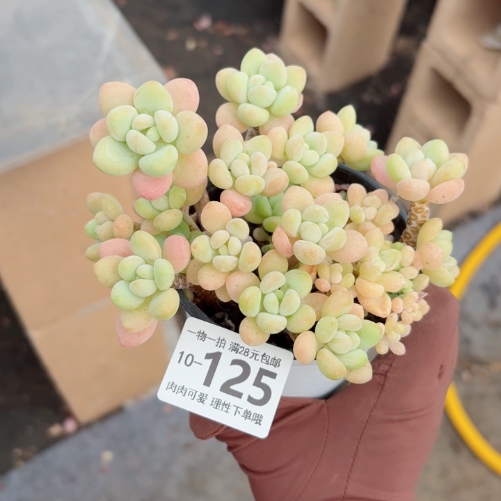 奶白糖无盆土发货多肉无