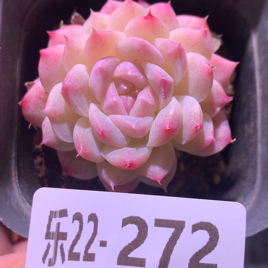 乐然22-272 麦秆 