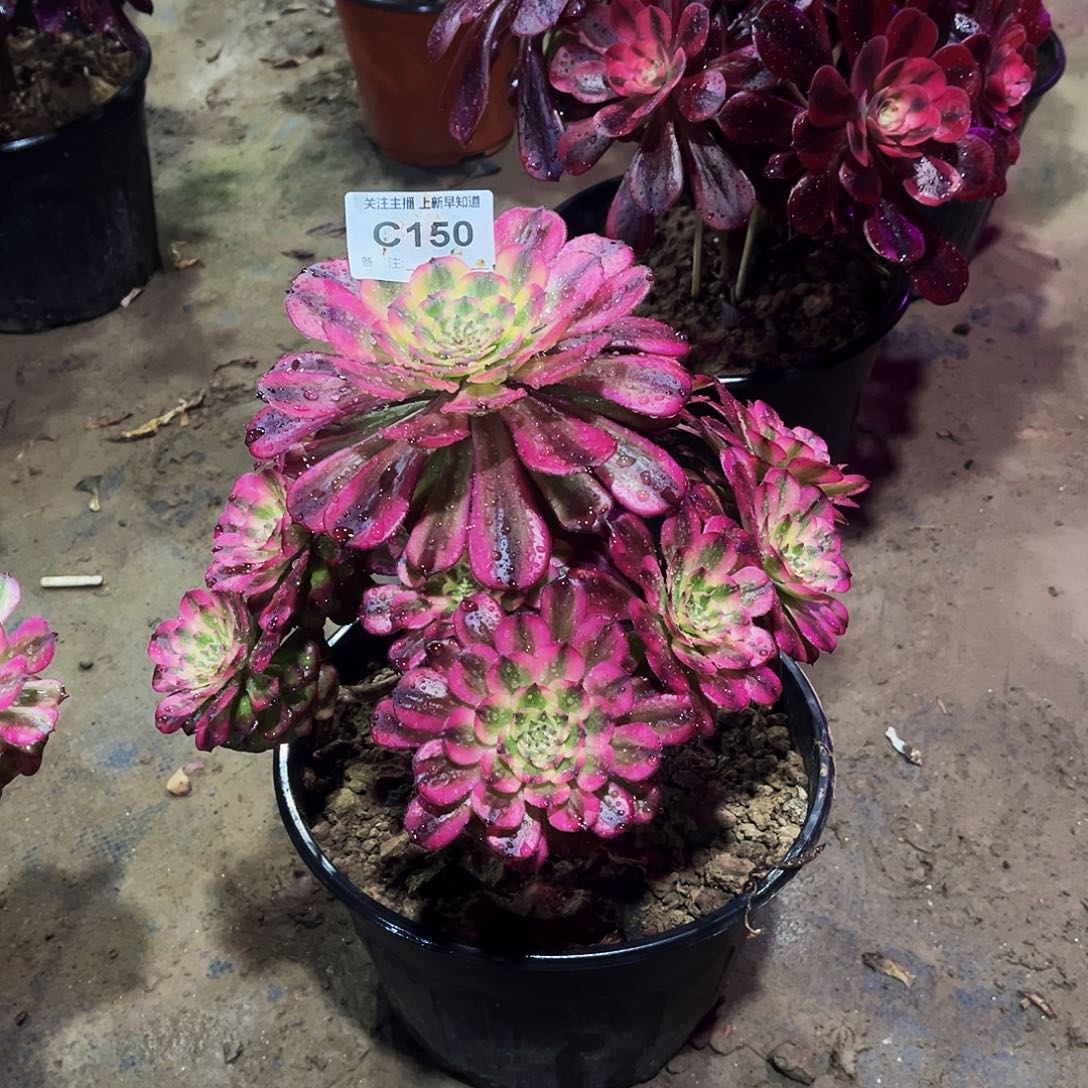 王**?多肉150巫天际法师