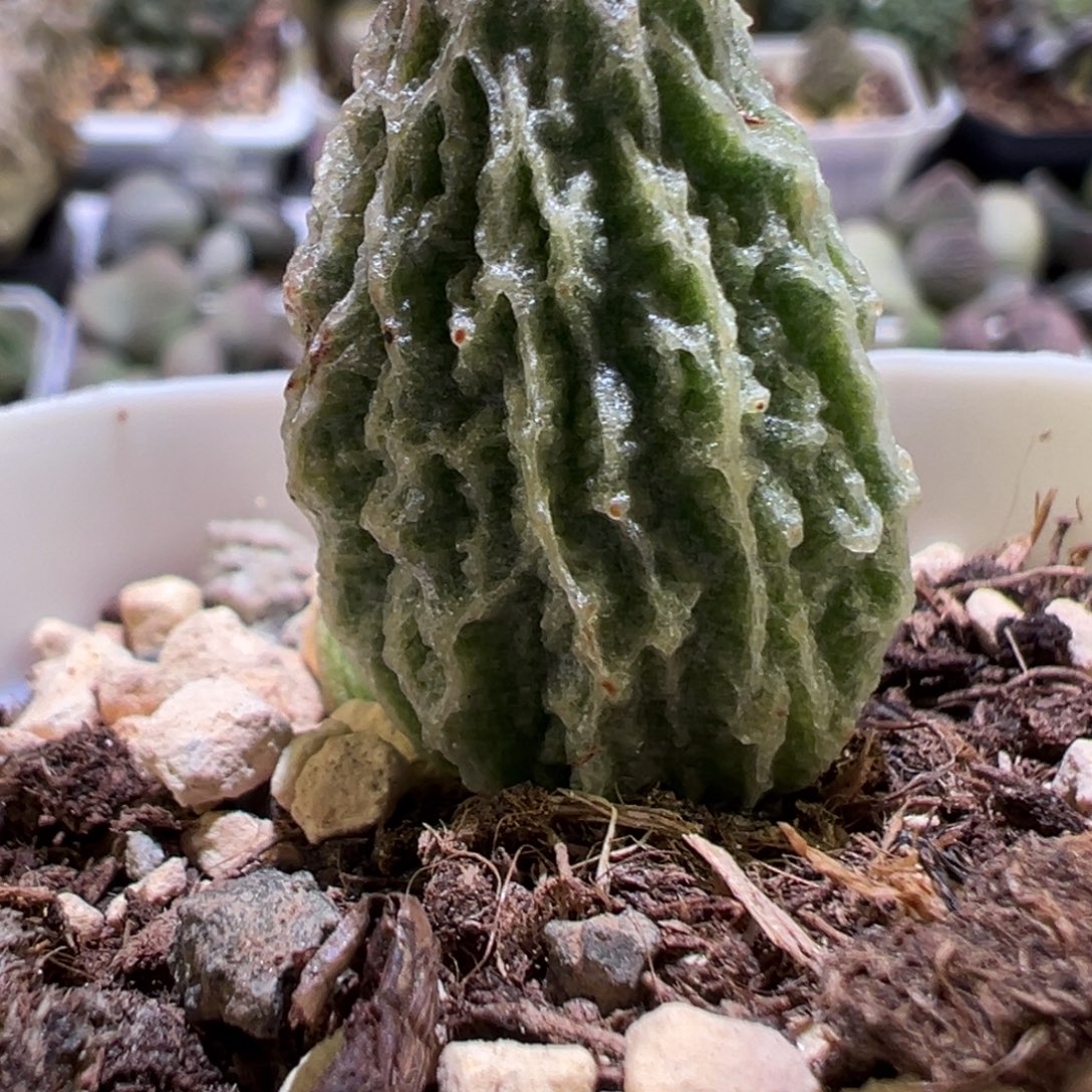 竖条拉丝纹新品苗多肉植物水泡