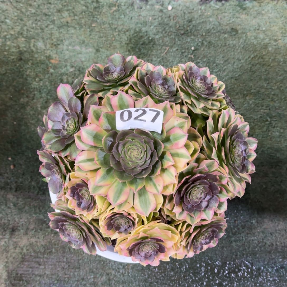 027！雨菏法师多肉植物