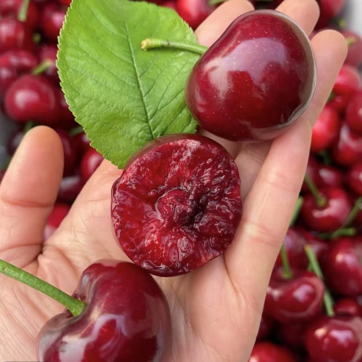 【仙果宝库】大连美早樱桃果王5J/美早1号,单果15-18g,1.5斤左右