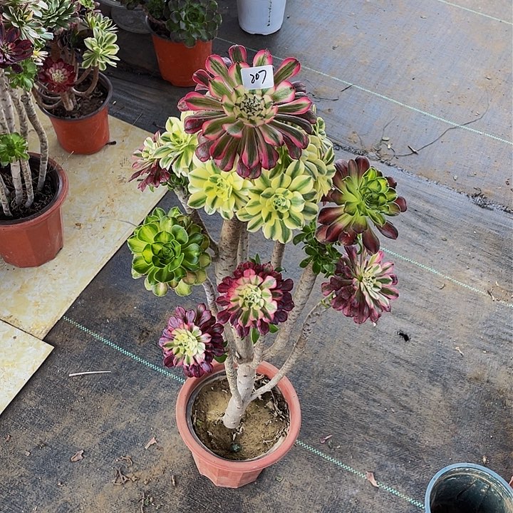 福*架接法师一个207号