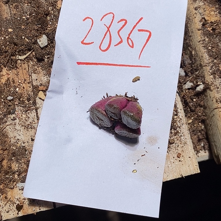 㠛***孴28367。    一群。    