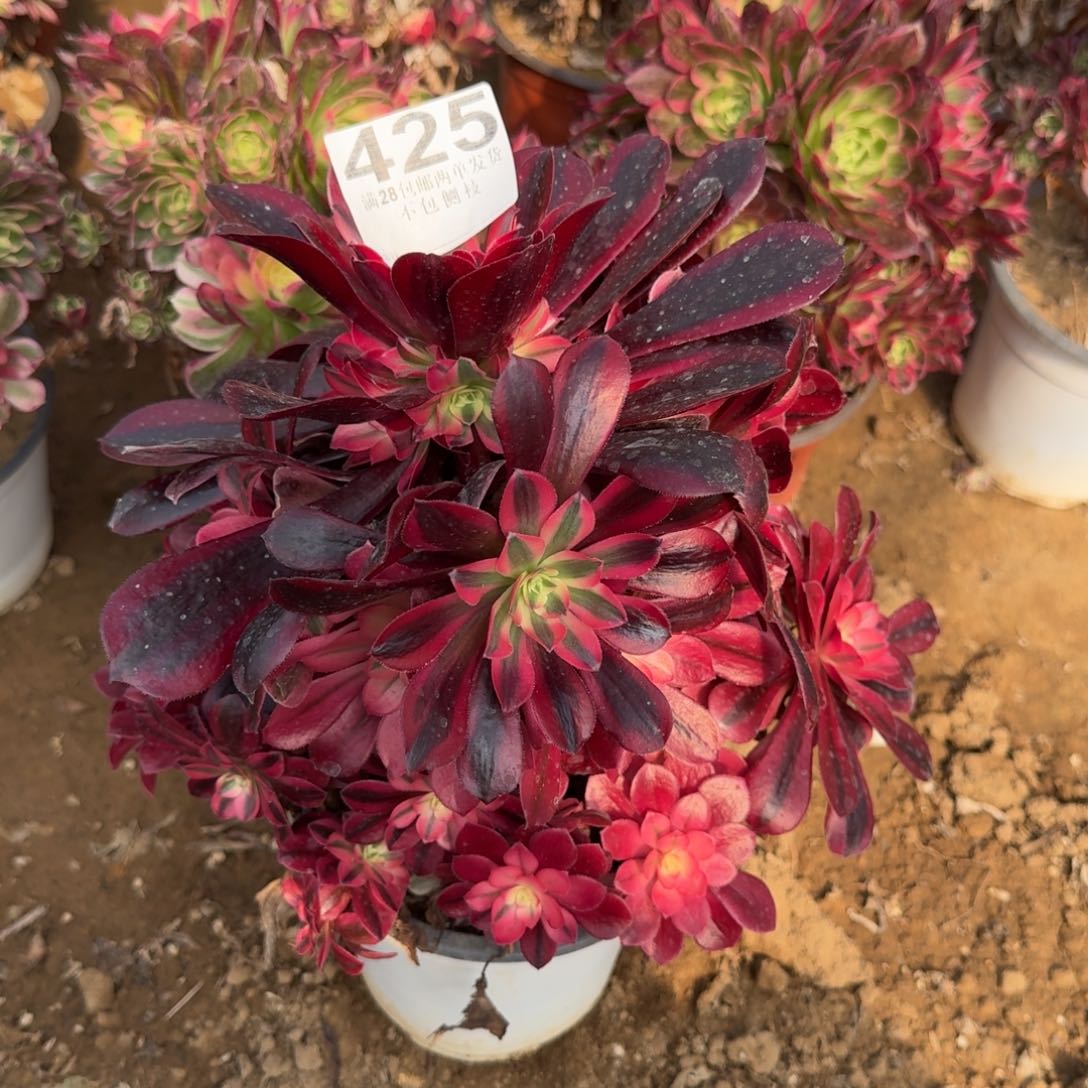 425号美杜莎母本清棚不包损