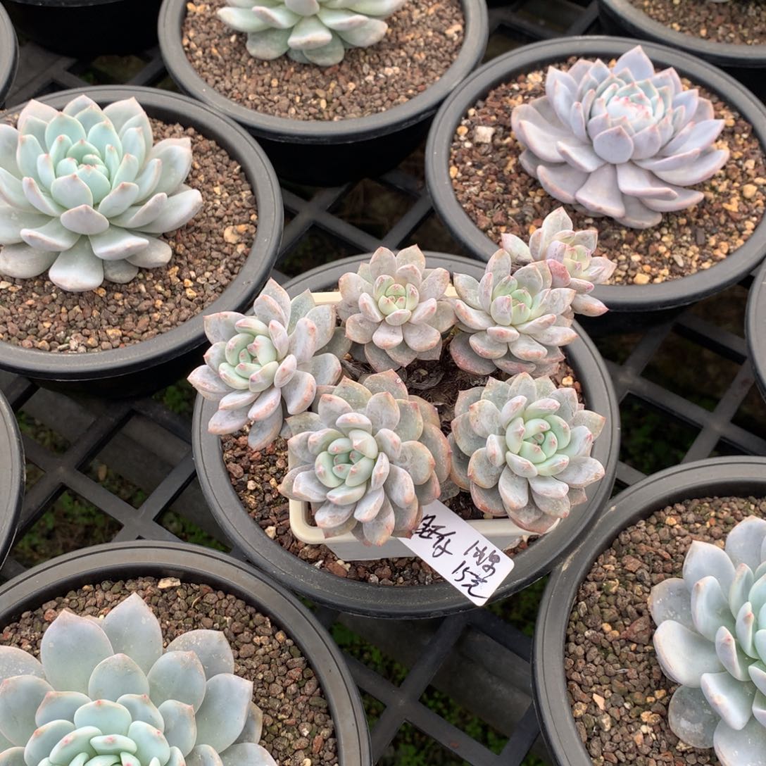 旺仔一颗橙子树15元啦啦啦啦