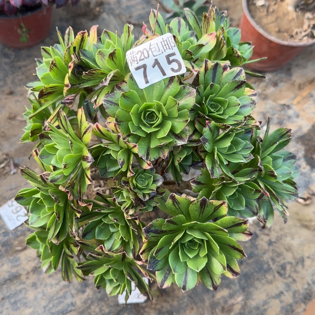 碧火715满20包邮断枝不包