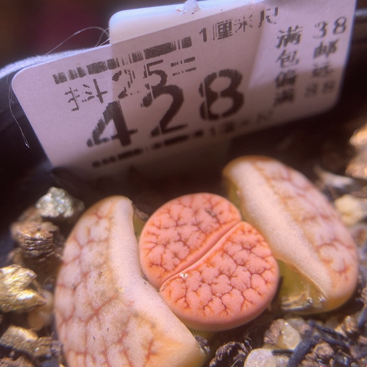 精品生石花25.428