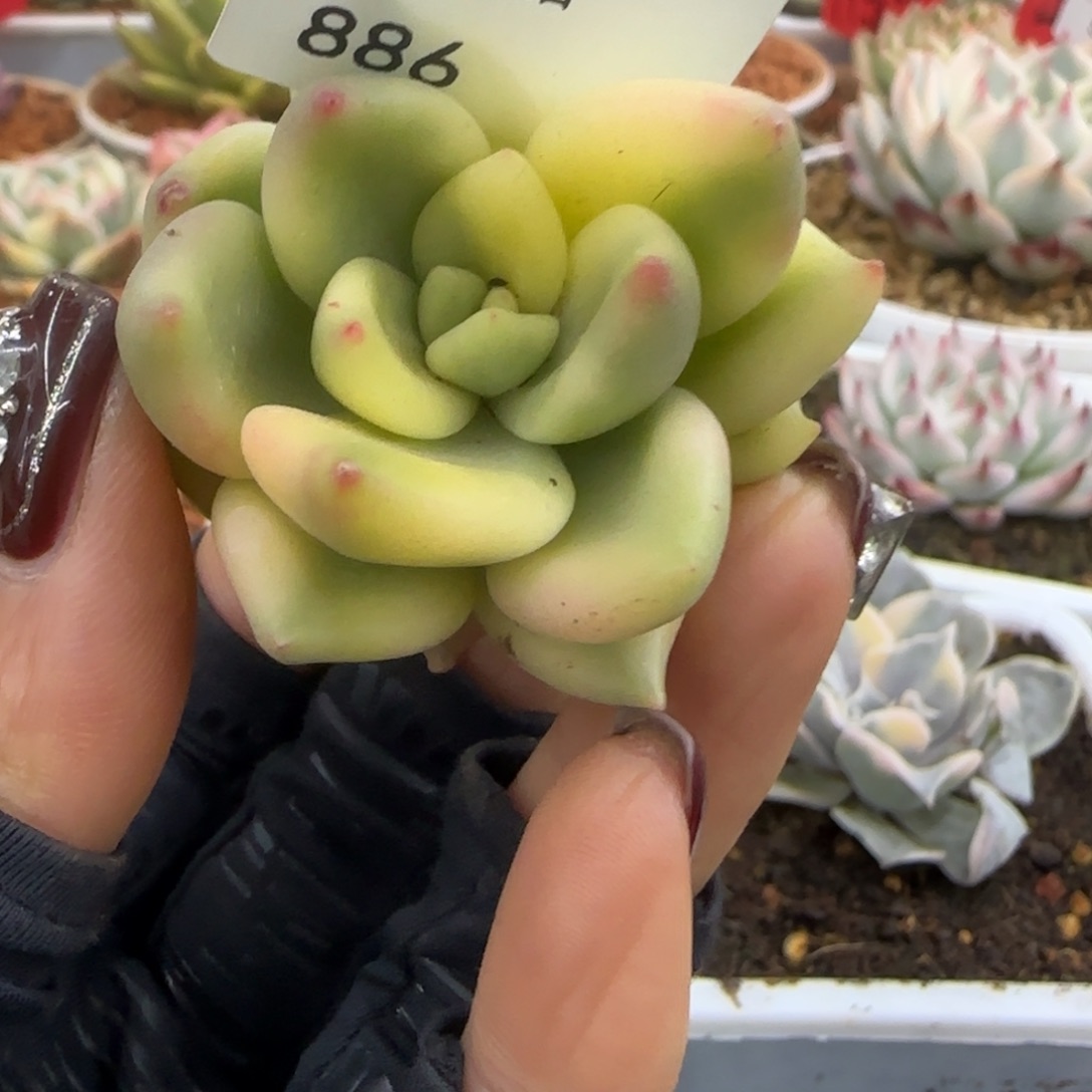 886祝之松锦多肉植物锦