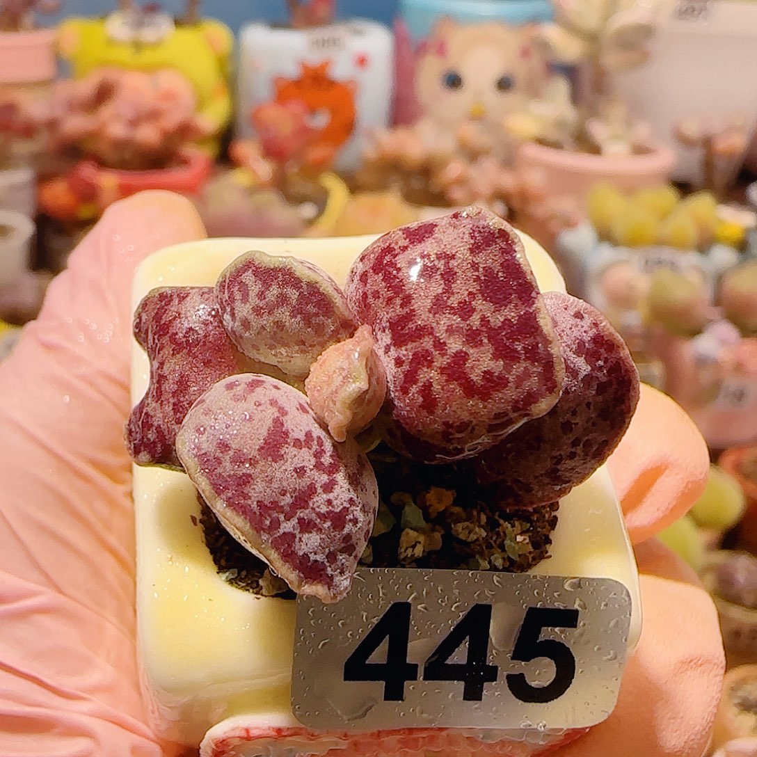 T猫耳海豹盆口2.5cm