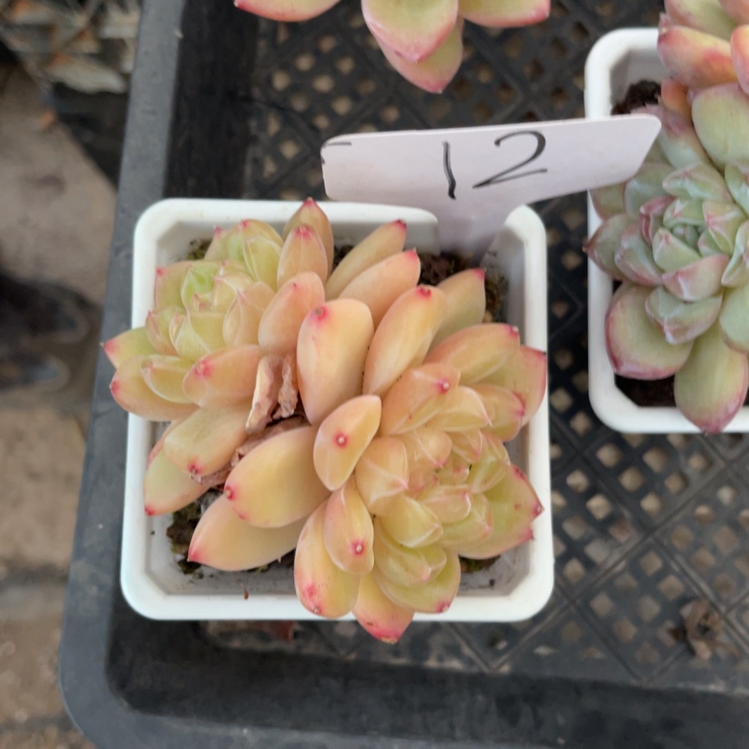 老阿姨一物一拍12