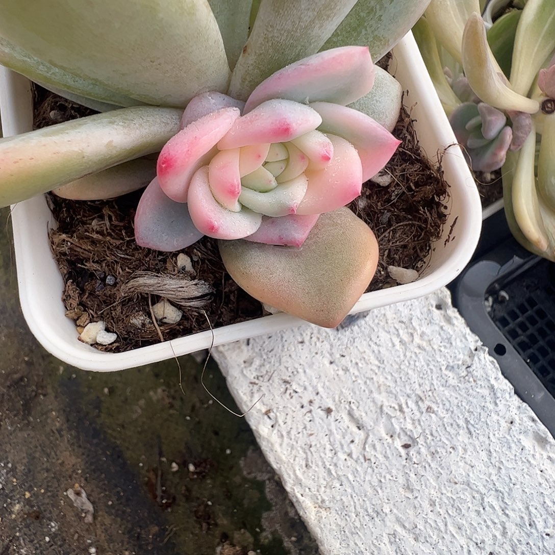 一***坏多肉植物多肉植物