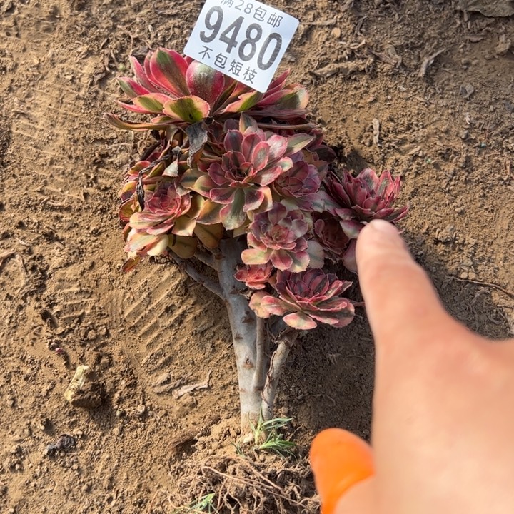 热恋多肉植物法师9480福袋