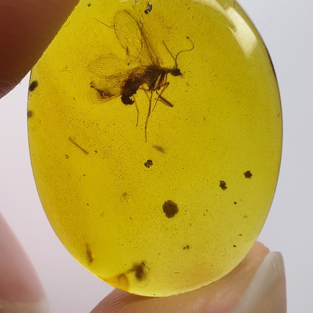 琥珀未镶嵌裸石琥珀虫珀