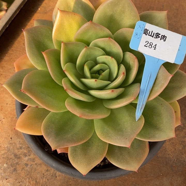 D284- 直播福利 翠鸟