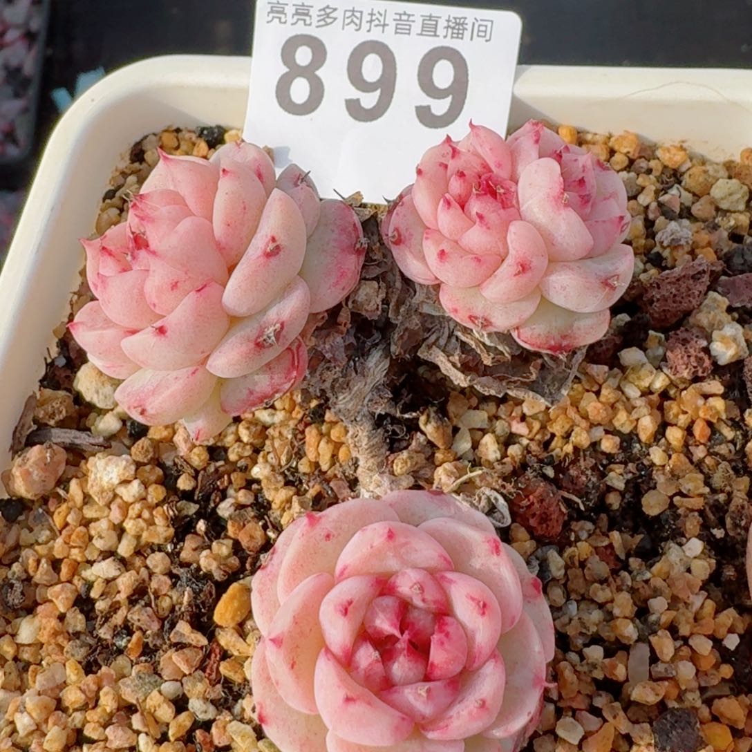 福利         精品多肉