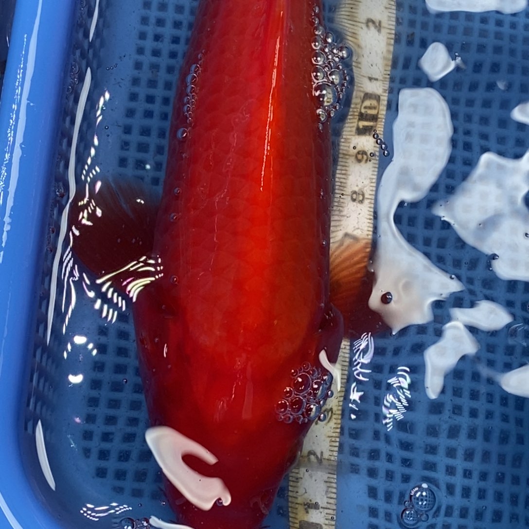 锦鲤冷水锦鲤包邮