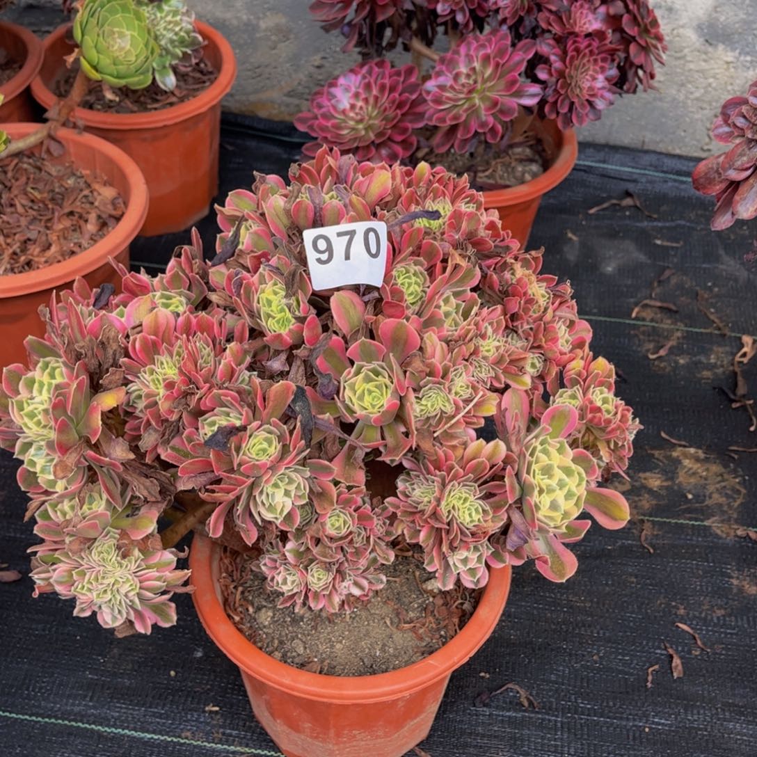 多肉植物粉女巫自然朵朵缀970