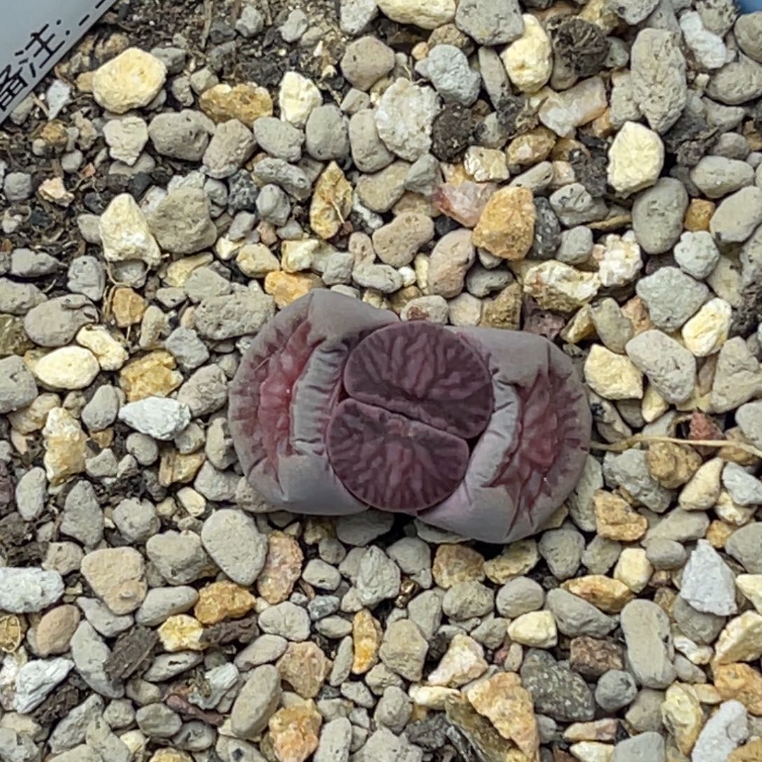 2***45966紫菊1专拍的花花