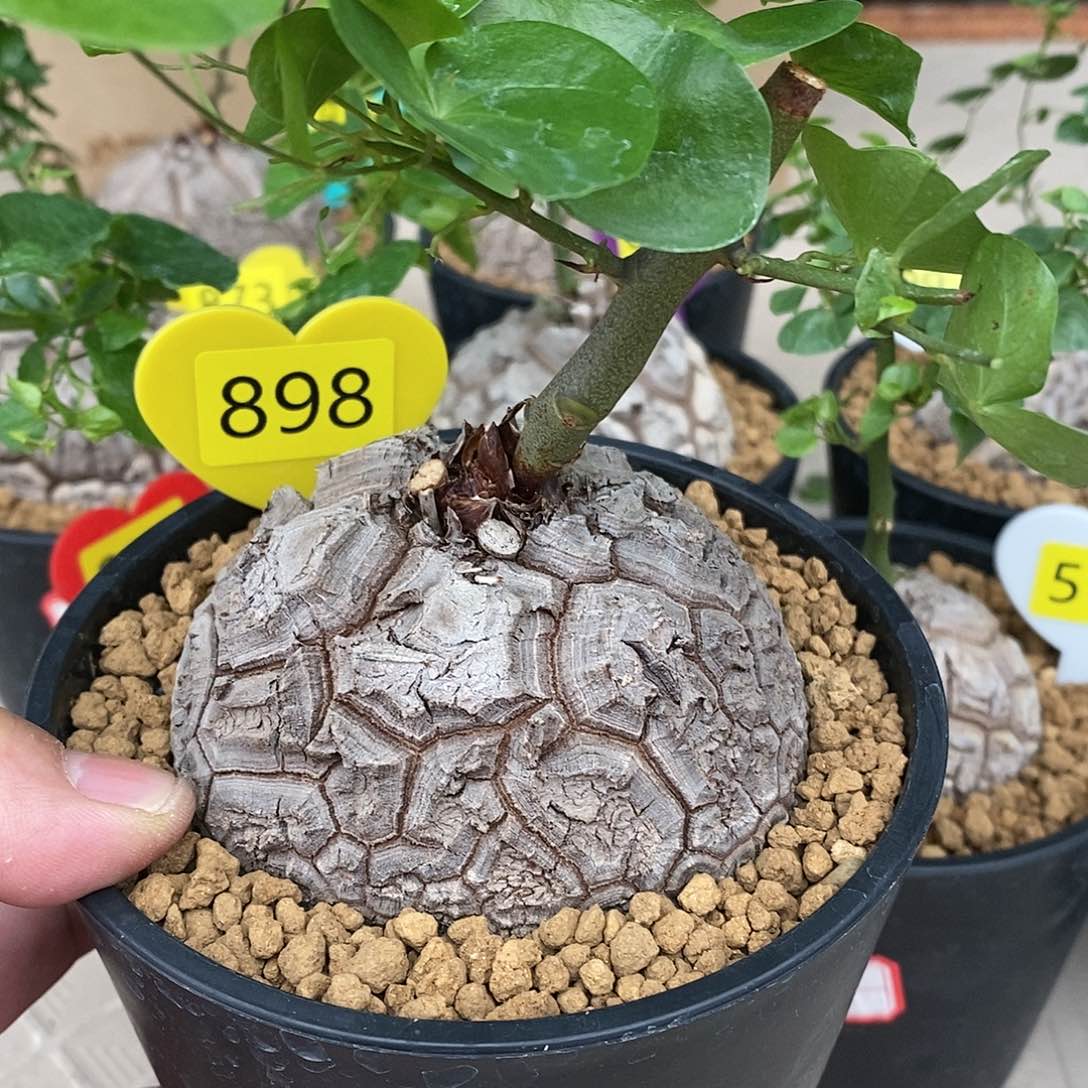 南非龟甲龙龟甲龙