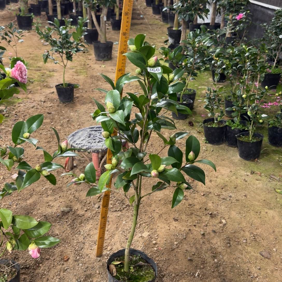 少量花朵（建议范围：2朵-5朵 或40%以下）366希利